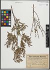 Foto von Salix purpurea L. x Salix repens L.